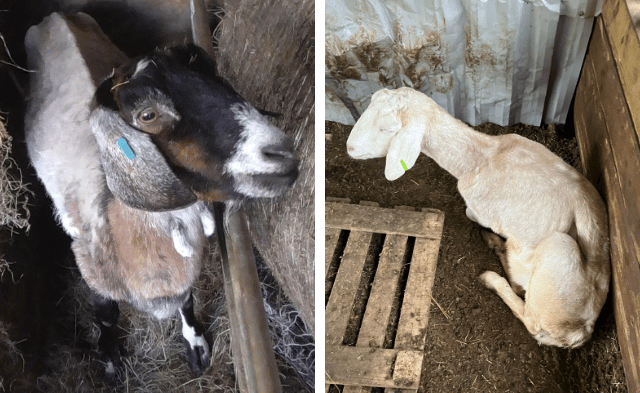 Smallholder who kept animals in "appalling conditions" is prosecuted