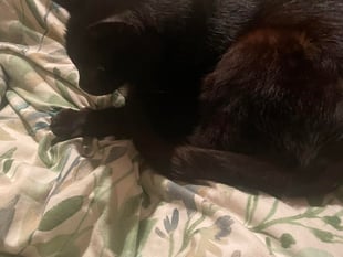 Councillor's delight after being reunited with missing cat