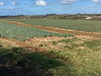 Farmer defends huge solar plan saying it is ‘vital’ for Cornwall