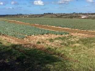 Farmer defends huge solar plan saying it is ‘vital’ for Cornwall