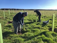 Volunteers plant 40,000 trees in National Trust project in Cornwall 