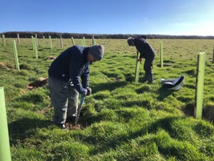 Volunteers plant 40,000 trees in National Trust project in Cornwall 