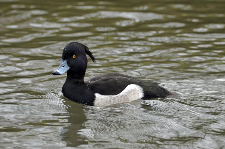A tufted duck was captured on camera.
