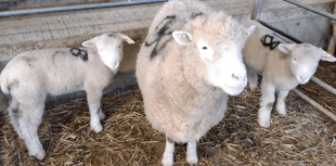 Truro Livestock Market Report: Wednesday, February 12