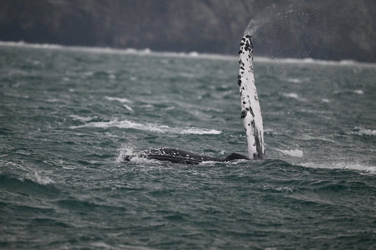 An amateur wildlife photographer has captured incredible pictures of a humpback whale off Newquay. Adrian Langdon spotted the whale near Watergate on Thursday (13 Feb). He says: "I was on board a boat surveying the coast as part of the Cornwall Seal Group Research Trust regular seal and marine life surveys. We first spotted the whale early morning approximately two miles offshore. There have been up to three humpbacks in the area in recent weeks and this was my second sighting; the first was from shore but seeing it at water level was very exciting.