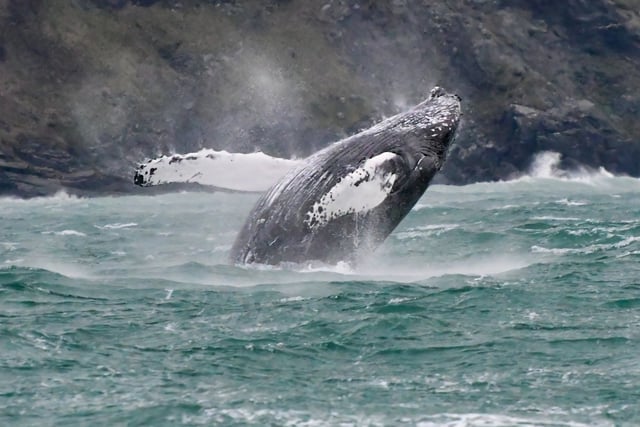 ‘Fluke’ sighting helps to identify Humpback whale off coastline