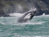‘Fluke’ sighting helps to identify Humpback whale off coastline