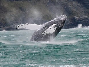 ‘Fluke’ sighting helps to identify Humpback whale off coastline