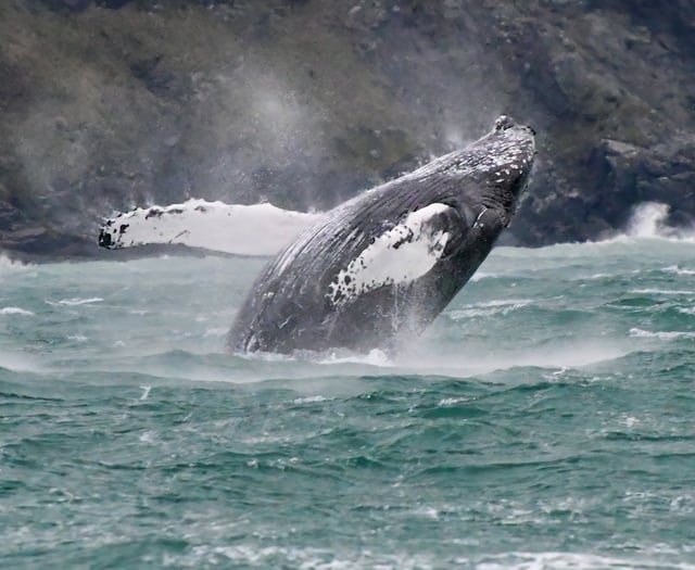 ‘Fluke’ sighting helps to identify Humpback whale off coastline