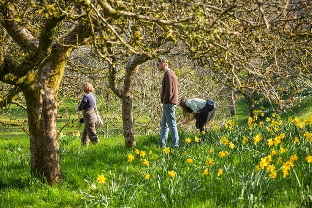National Trust sites across Cornwall are set to burst into life