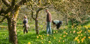 National Trust sites across Cornwall are set to burst into life