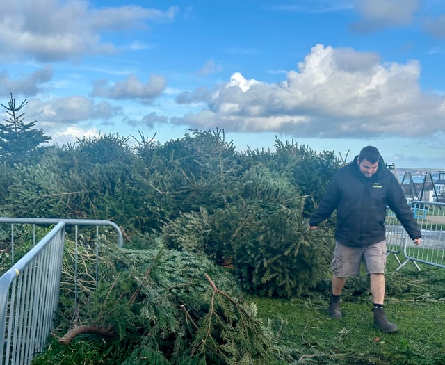 Christmas tree recycling initiative has extra sparkle