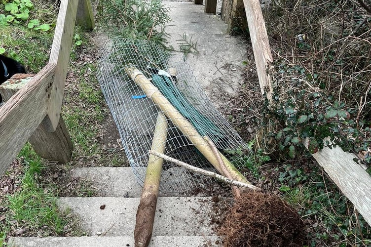 One of the vandalised trees had been uprooted and left on steps to the river, and was replanted by a local resident. (Picture: Name supplied)