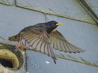 Nest box initiative at developments marks 10 years of success