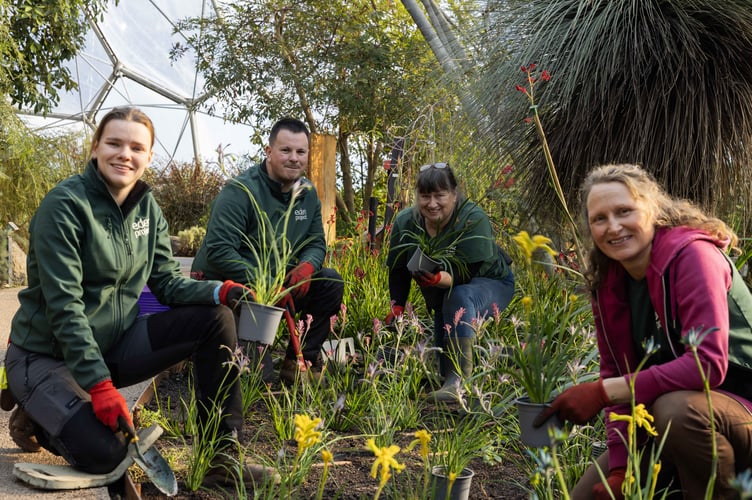 The Eden Project's horticulture team planting kangaroo paw in the Mediterranean biome