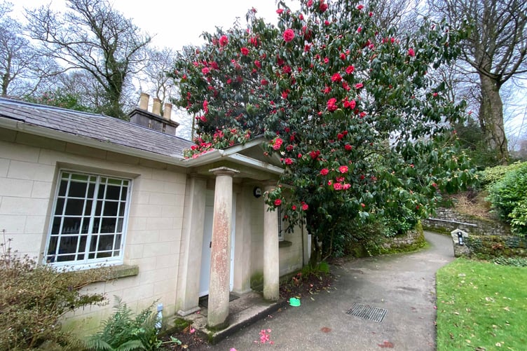 Shrubs are in bloom at the Tregwainton garden run by the National Trust near Penzance. Picture: Andrew Townsend