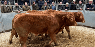 Truro Livestock Market Report: Wednesday, February 26