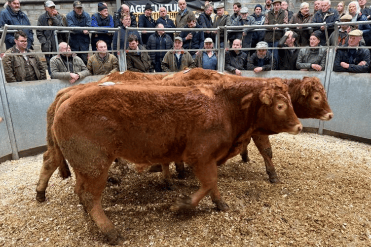 A stunning bunch of pure bred 10 month old Limousin x steers to a storming £1810 for Messrs J M Richards & Son of Hayle