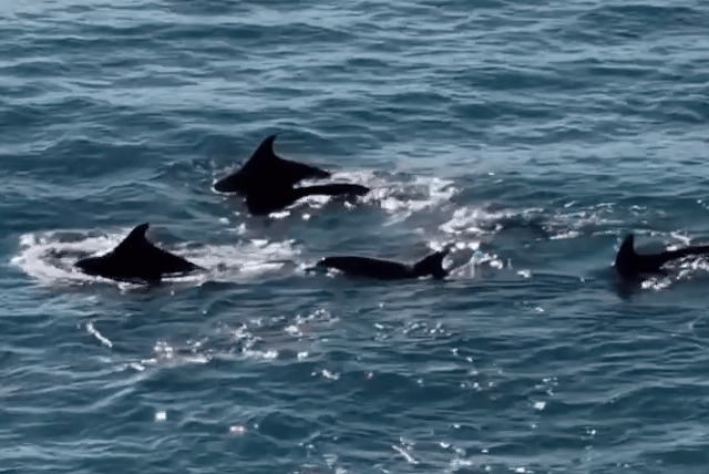 Experts wowed by marine life along coastline during survey
