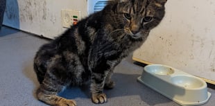 Woman jailed for mistreatment of elderly cat despite previous life ban