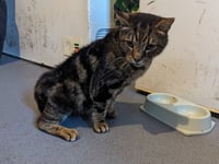 Woman jailed for mistreatment of elderly cat despite previous life ban