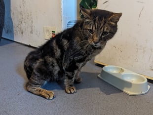 Woman jailed for mistreatment of elderly cat despite previous life ban