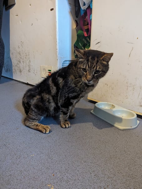 Tigger, a 17-year-old cat at the centre of the case. He has now regained use of his legs and been re-homed. (Picture: RSPCA)