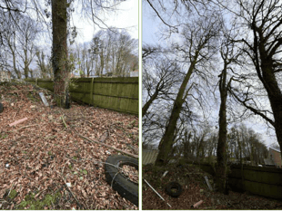 Planning: Permission granted for removal of trees at holiday park