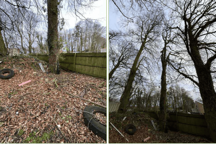 One of the dead trees requiring felling at Hengar Manor (Picture: Cornwall Council)