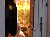 Police target cannabis production by organised criminal networks 