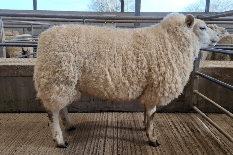 “Ewes peaking at £230.00 for a stand-out Texel from Messrs E A & A R Thomas of Sevenmilestone, Truro”.