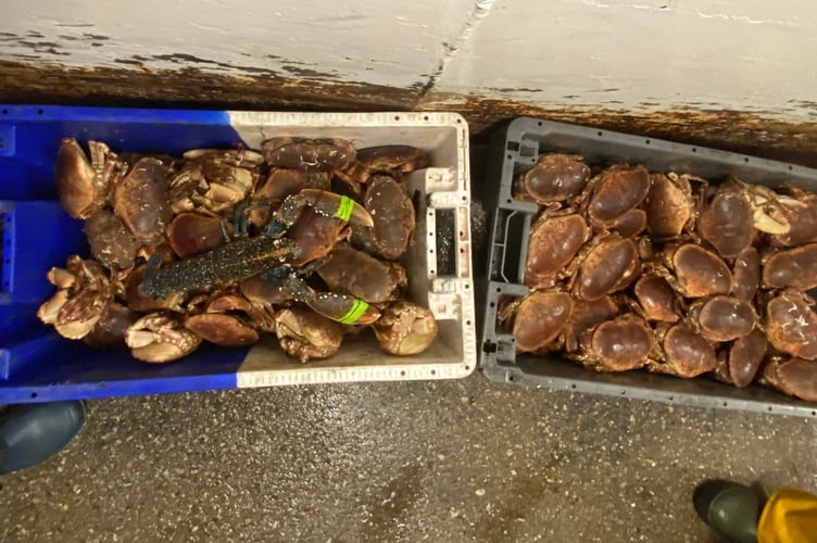 Undersized edible crab and mutilated lobster found on board the Emma Louise