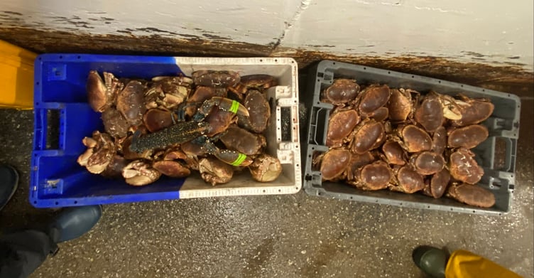 Undersized edible crab and mutilated lobster found on board the Emma Louise