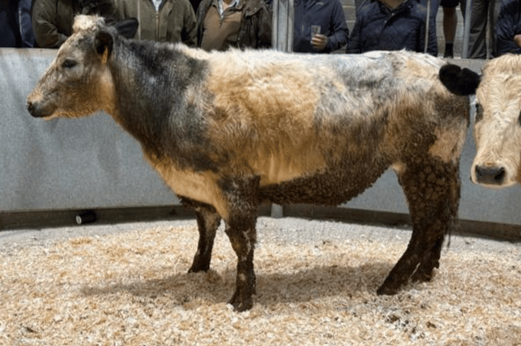Topping at £2100 on behalf of Messrs C H Bird & Son of Hayle for their single 29 month old British Blue heifer.