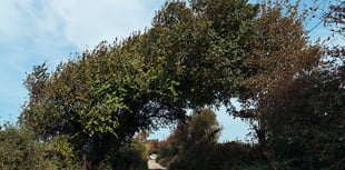 Help Kew Gardens map Cornwall's elusive elms
