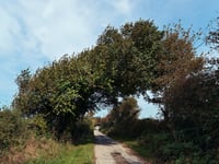 Help Kew Gardens map Cornwall's elusive elms