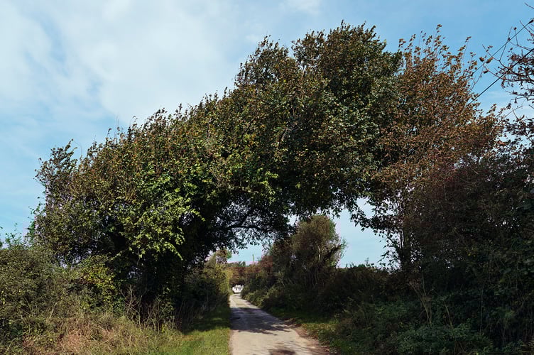 An elm near Neeham Road, St Newlyn East