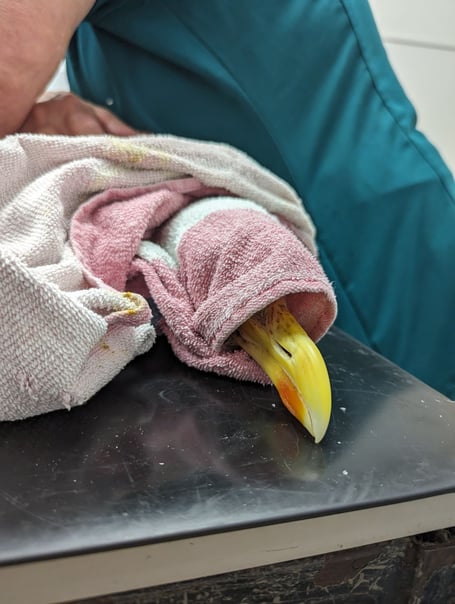 A black backed gull rescued from a Saltash industrial estate had to be euthanized after its leg was almost completely detached due to fishing line litter. (Picture: RSPCA)