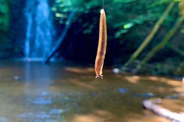 Young photographer bids to win RSPCA competition