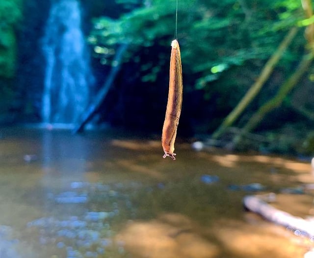 Young photographer bids to win RSPCA competition