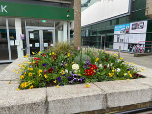 Explosion of spring colour with more to come in the summer 