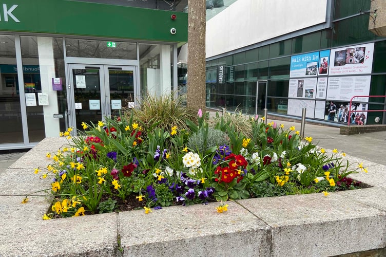 Spring flowers in St Austell town centre. Picture: Andrew Townsend
