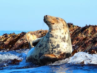 Marker buoys deployed to protect Looe Island’s marine life