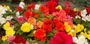 Gardening with Martin Pallett: Making progress takes time