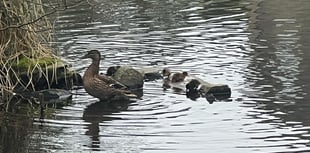 Spring joy: First ducklings hatch at Bodmin Park