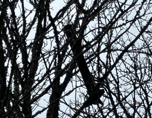 Resident escapes injury after military object hit her house