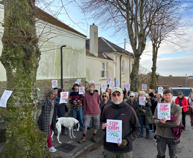 Controversial felling of trees paused for months