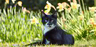 RSPCA issues warning over 'danger to pets' ahead of Mother's Day