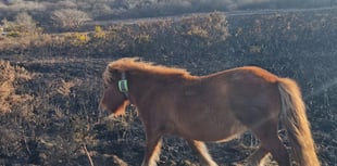 Arson attack on nature reserve has devastating impact