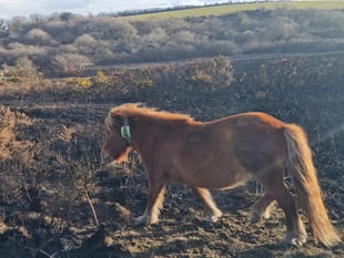 Arson attack on nature reserve has devastating impact